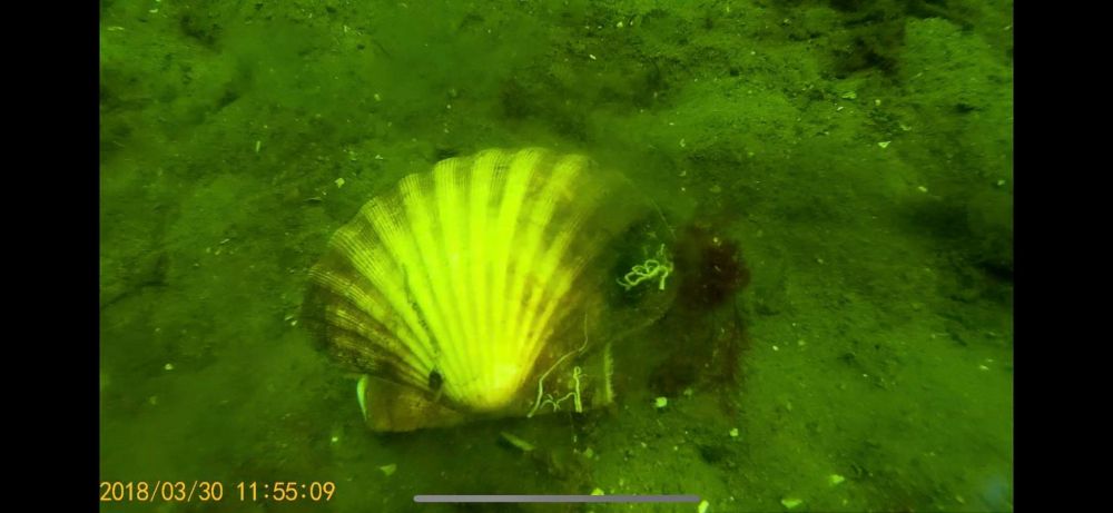 Scallop