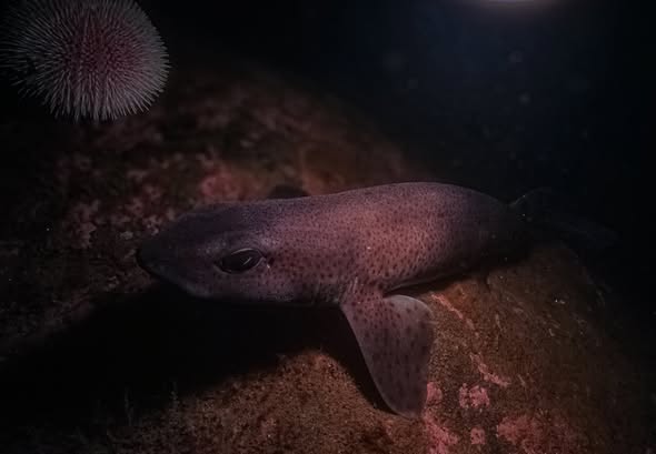 Dogfish