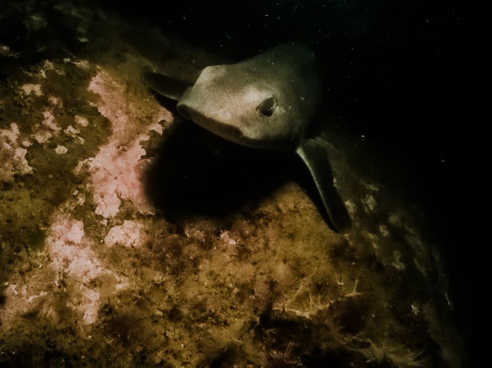 Dogfish