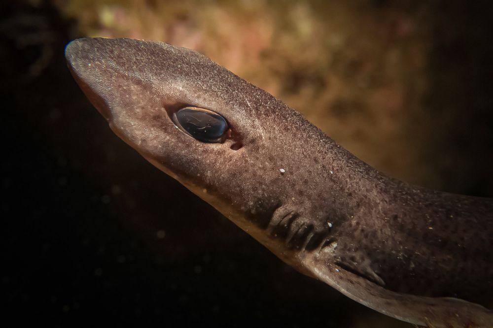 Dogfish